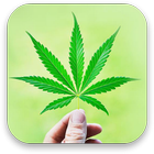 3D Marijuana Live Wallpaper icon