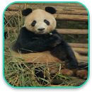 APK Panda Live Wallpaper