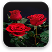 ”Rose Live Wallpaper