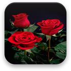 Róża Animowane Tapety ikona