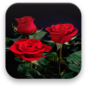 آیکون‌ Rose Live Wallpaper