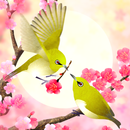 Plum-Blossom and White-Eye Tri APK