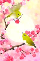 Plum-Blossom and White-Eye Tri syot layar 2
