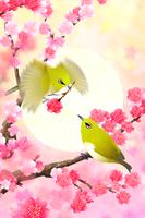 Plum-Blossom and White-Eye Tri syot layar 3