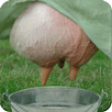 Milker APK