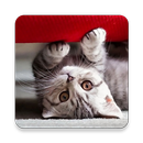 Cute Cats Wallpapers APK