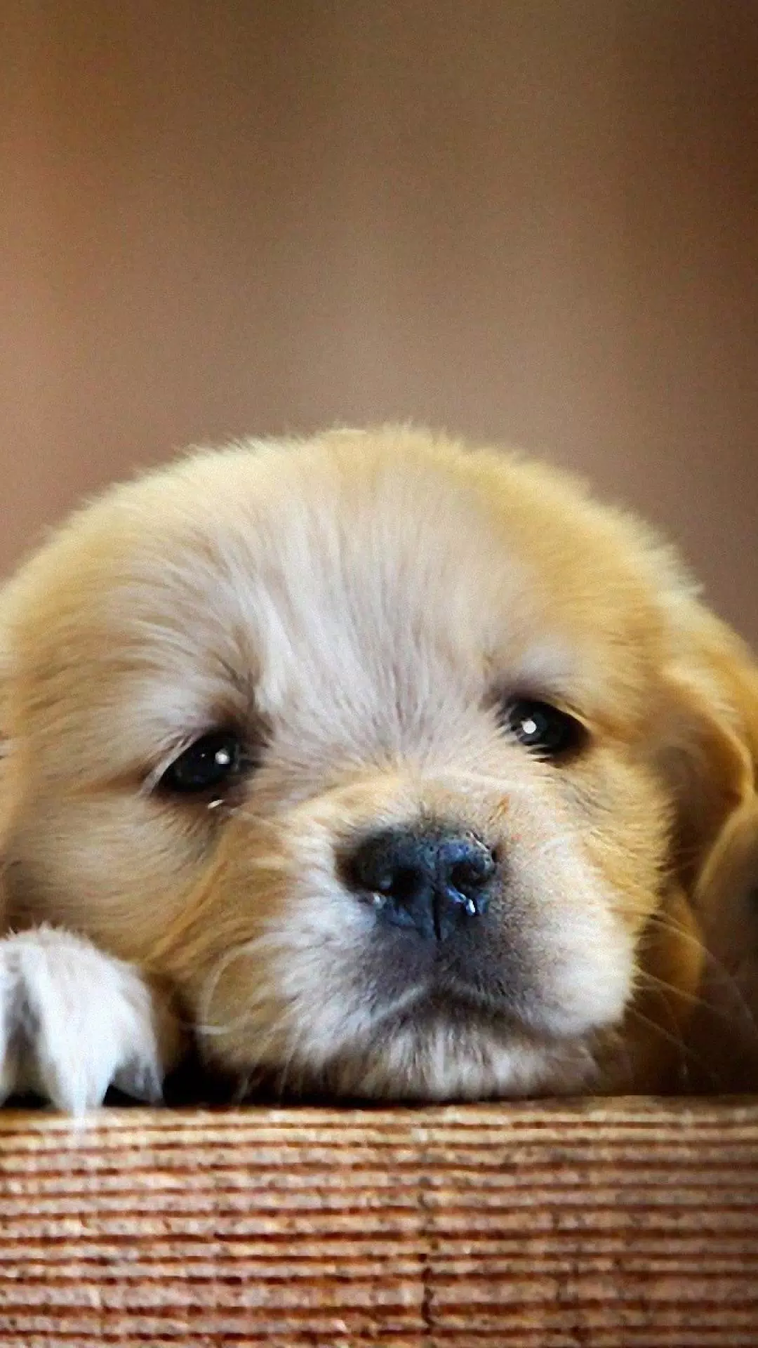 Tải xuống APK Cute Dogs Wallpapers HD cho Android Tải xuống APK Cute Dogs Wallpapers HD cho Android