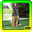 German Shepherd Wallpapers APK