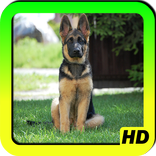 German Shepherd Wallpapers