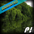 Forest Rain Animated Wallpaper icône