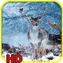 Best animals wallpapers HD-APK