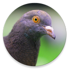 Feral Pigeon Project icon