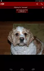 Red Eye Removal (Free) APK Herunterladen