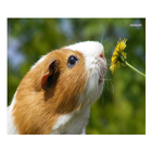 Guinea Pig Communicator ícone