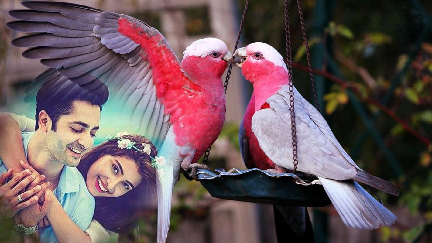 Love Birds Photo Frame Editor For Android Apk Love Birds Photo Frame Editor Poster