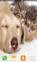 3 Schermata Cat and Dog Live Wallpapers