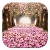 Cherry Blossom Live Wallpapers icône