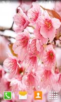 Cherry Blossom Live Wallpapers plakat