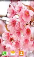 Cherry Blossom Live Wallpapers โปสเตอร์