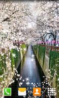Cherry Blossom Live Wallpapers スクリーンショット 1