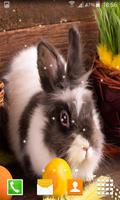 Easter Bunny Live Wallppers Plakat