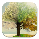 Four Seasons Live Wallpapers APK