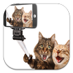 Funny Cat Live Wallpapers