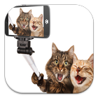 Funny Cat Live Wallpapers আইকন