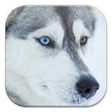 Husky Live Wallpapers icône