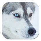 Husky Live Wallpapers आइकन