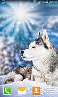 Husky Live Wallpapers Affiche