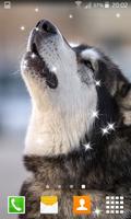 Husky Live Wallpapers captura de pantalla 2