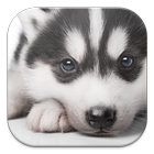 Husky Puppy Live Wallpapers ไอคอน