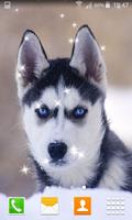 Husky Puppy Live Wallpapers syot layar 3