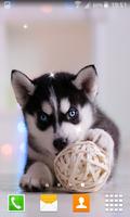 Husky Puppy Live Wallpapers পোস্টার