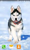 Husky Puppy Live Wallpapers اسکرین شاٹ 2