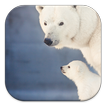 Polar Bear Live Wallpapers