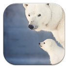 Polar Bear Live Wallpapers आइकन