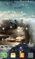 Polar Bear Live Wallpapers Affiche
