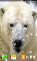 Polar Bear Live Wallpapers स्क्रीनशॉट 1