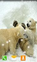 Polar Bear Live Wallpapers ảnh chụp màn hình 2