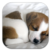 ”Puppy Dog Live Wallpapers