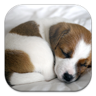 Puppy Dog Live Wallpapers أيقونة
