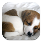 Puppy Dog Live Wallpapers simgesi