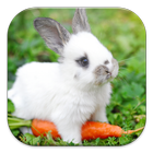 Rabbit Live Wallpapers आइकन