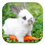 Rabbit Live Wallpapers icon