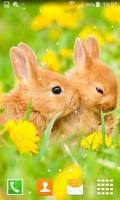 Rabbit Live Wallpapers पोस्टर