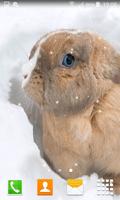 برنامه‌نما Rabbit Live Wallpapers عکس از صفحه