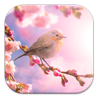Spring Live Wallpapers آئیکن