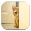 Stalker Cat Live Wallpapers